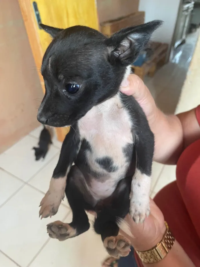 Cachorro ra a SRD-ViraLata idade 2 a 6 meses nome  Não sei