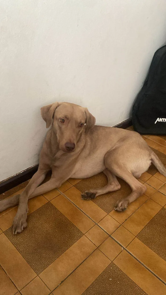 Cachorro ra a SRD-ViraLata idade 3 anos nome Druida