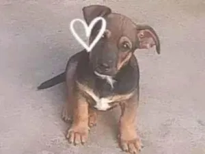 Cachorro raça SRD-ViraLata idade Abaixo de 2 meses nome LAYON