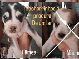 Cachorro raça  idade  nome Filhotes