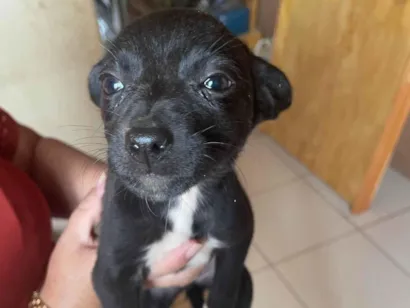 Cachorro raça SRD-ViraLata idade 2 a 6 meses nome  Não sei