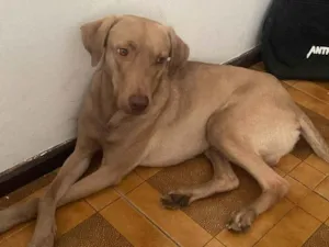 Cachorro raça SRD-ViraLata idade 3 anos nome Druida