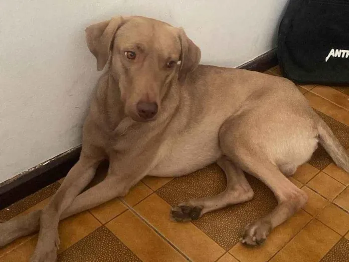 Cachorro ra a SRD-ViraLata idade 3 anos nome Druida