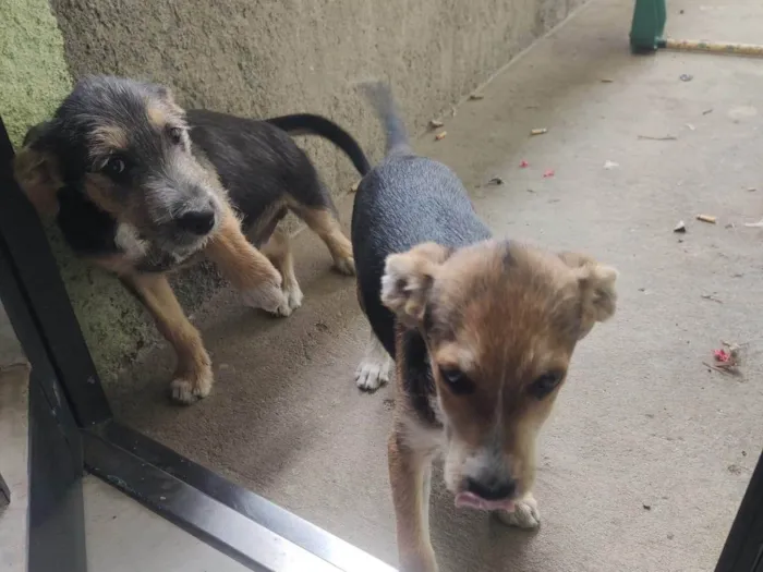 Cachorro ra a SRD-ViraLata idade 2 a 6 meses nome Asllan e Apollo