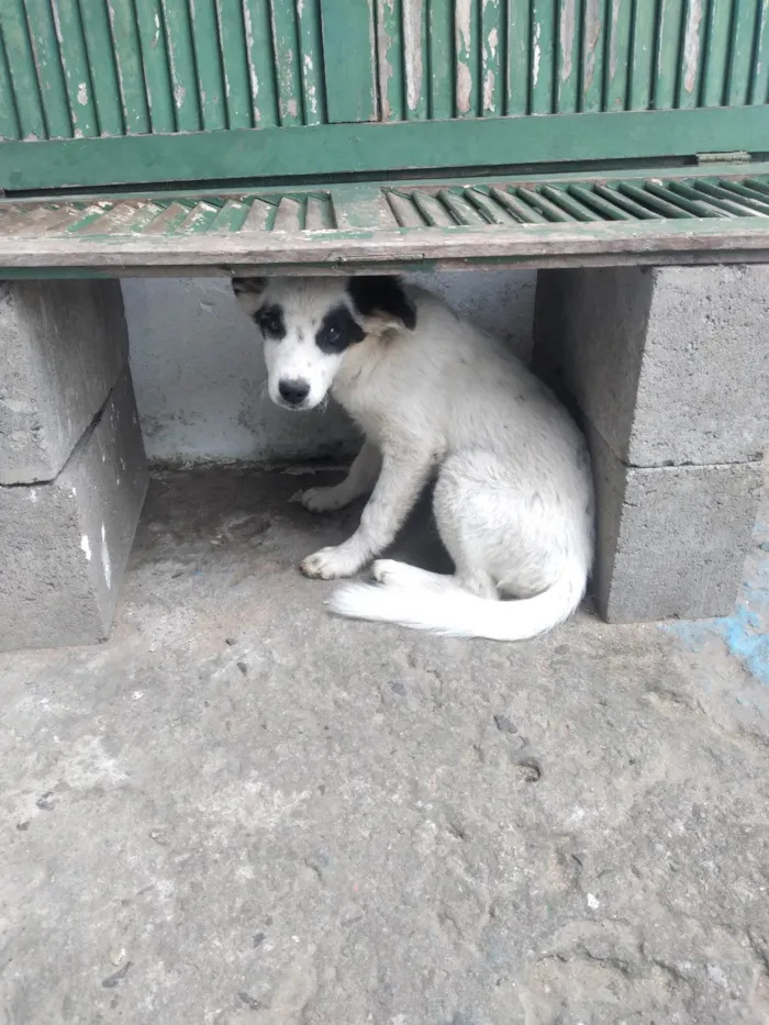 Cachorro ra a SRD-ViraLata idade 2 a 6 meses nome Branquinho 