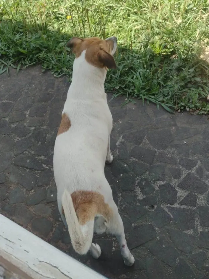 Cachorro ra a SRD-ViraLata idade 4 anos nome Kakau e Marrie 