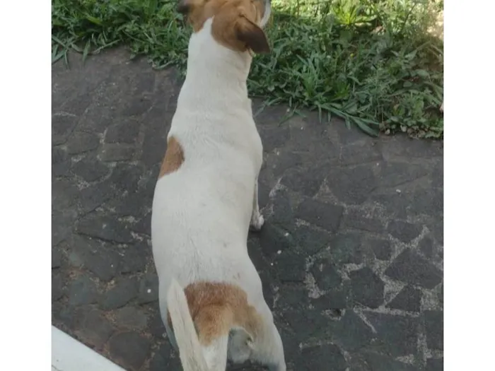 Cachorro ra a SRD-ViraLata idade 4 anos nome Kakau e Marrie 