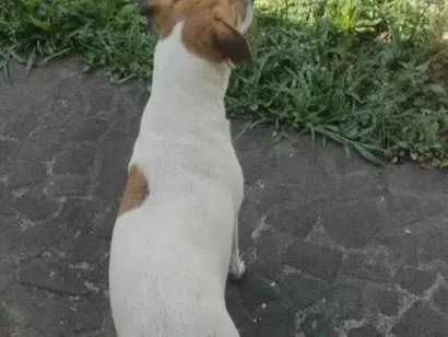 Cachorro raça SRD-ViraLata idade 4 anos nome Kakau e Marrie 