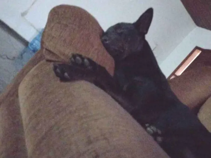 Cachorro ra a SRD-ViraLata idade 2 anos nome Kacau e Marrie 