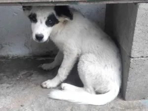 Cachorro raça SRD-ViraLata idade 2 a 6 meses nome Branquinho 