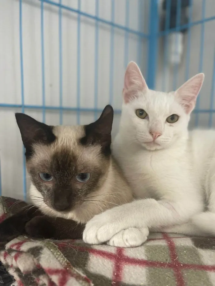 Gato ra a SRD-ViraLata idade 2 a 6 meses nome Gugu