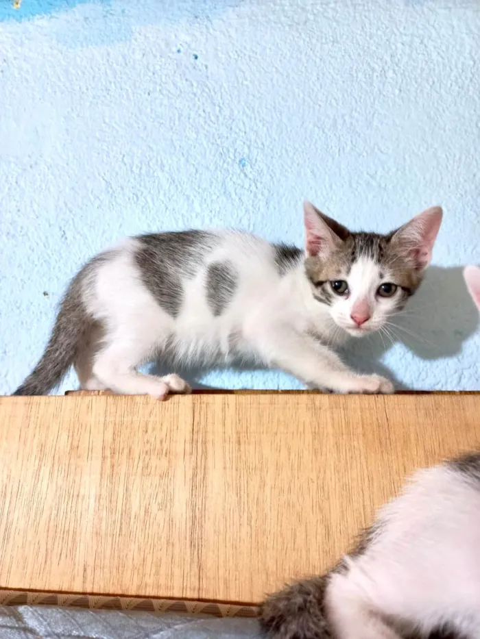 Gato ra a SRD-ViraLata idade Abaixo de 2 meses nome Milk bb55dias