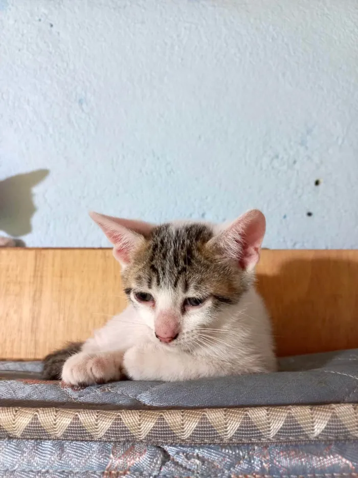 Gato ra a SRD-ViraLata idade Abaixo de 2 meses nome Milk bb55dias