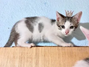 Gato raça SRD-ViraLata idade Abaixo de 2 meses nome Milk bb55dias