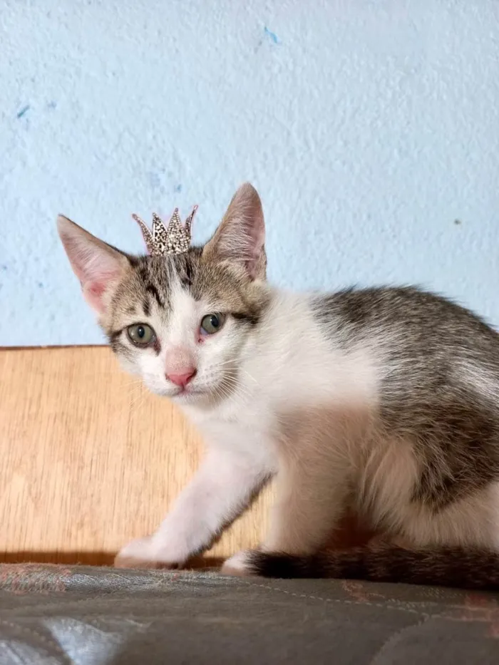 Gato ra a SRD-ViraLata idade Abaixo de 2 meses nome Nino bb55dias lindo 