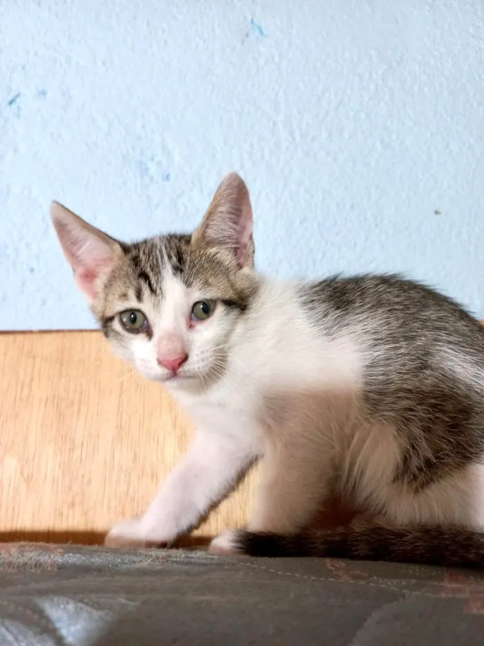 Gato ra a SRD-ViraLata idade Abaixo de 2 meses nome Nino bb55dias lindo 