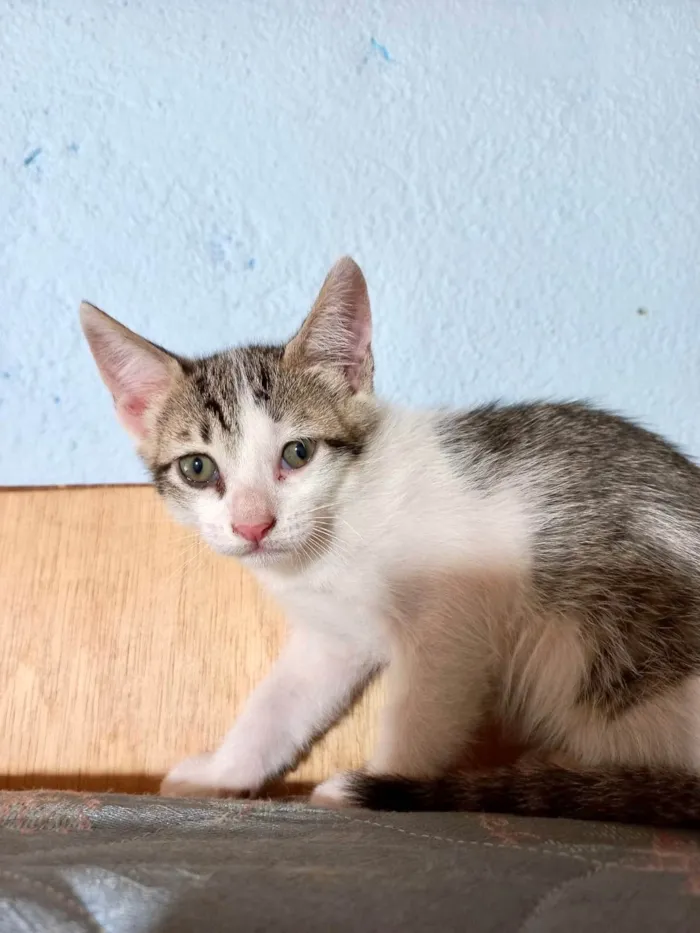 Gato ra a SRD-ViraLata idade Abaixo de 2 meses nome Nino bb55dias lindo 