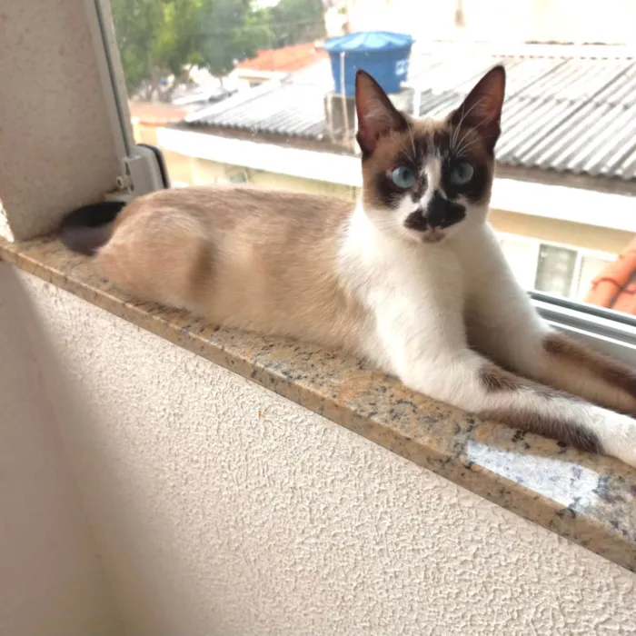 Gato ra a SRD-ViraLata idade 2 a 6 meses nome Lilly bb5meses linda 