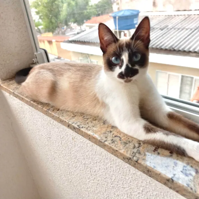 Gato ra a SRD-ViraLata idade 2 a 6 meses nome Lilly bb5meses linda 