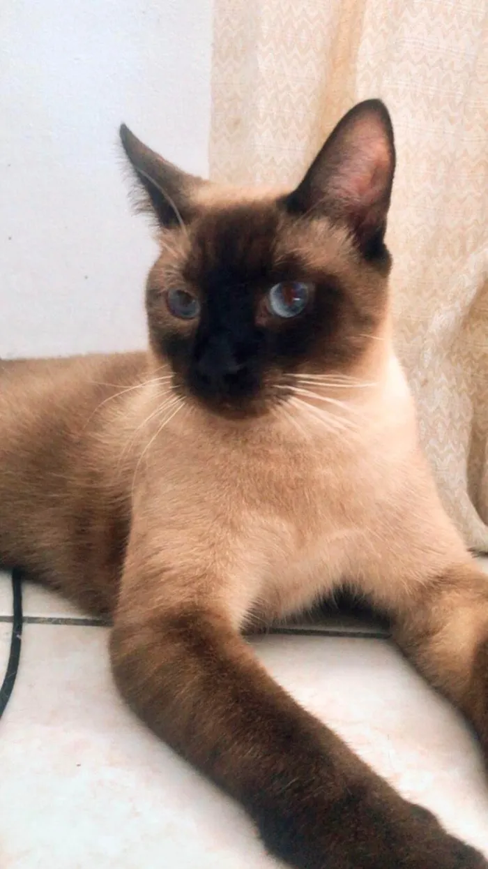 Gato ra a SRD-ViraLata idade 7 a 11 meses nome Ravena e Afonso bbs 8 meses lindos 