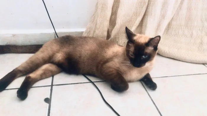 Gato ra a SRD-ViraLata idade 7 a 11 meses nome Ravena e Afonso bbs 8 meses lindos 