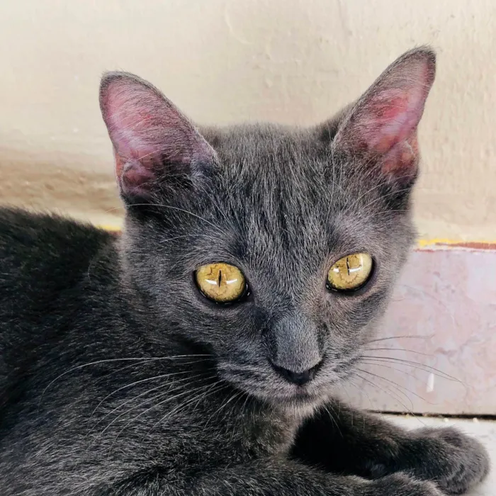 Gato ra a SRD-ViraLata idade 7 a 11 meses nome Ravena e Afonso bbs 8 meses lindos 