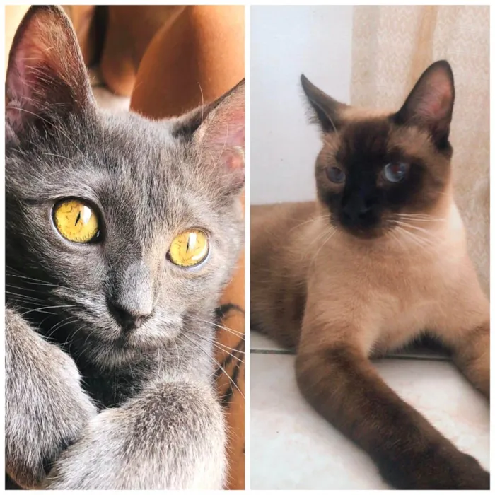 Gato ra a SRD-ViraLata idade 7 a 11 meses nome Ravena e Afonso bbs 8 meses lindos 