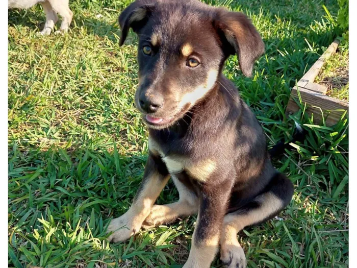 Cachorro ra a SRD-ViraLata idade 2 a 6 meses nome Menina preta com marrom 