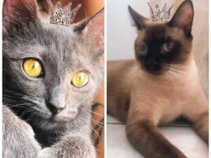 Gato raça SRD-ViraLata idade 7 a 11 meses nome Ravena e Afonso bbs 8 meses lindos 