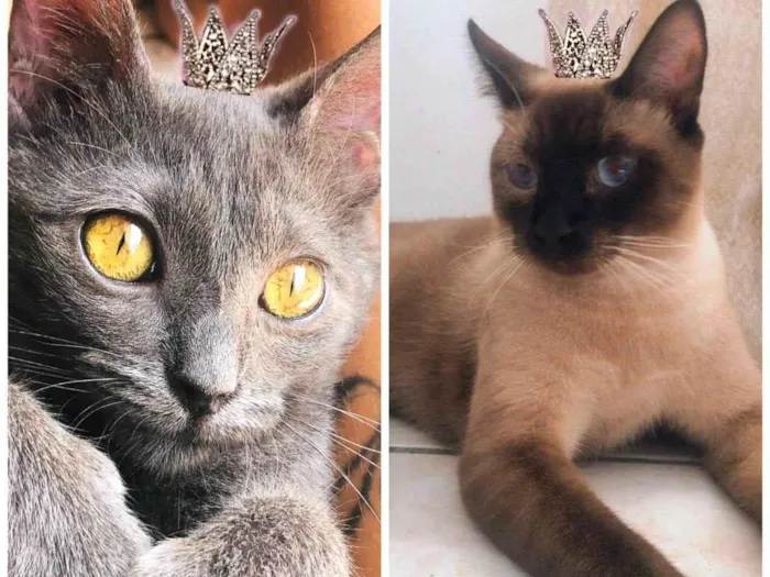 Gato ra a SRD-ViraLata idade 7 a 11 meses nome Ravena e Afonso bbs 8 meses lindos 