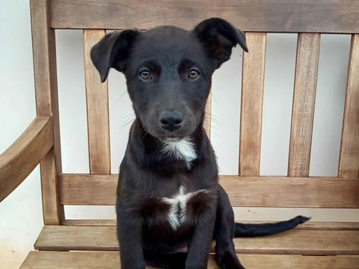 Cachorro ra a SRD-ViraLata idade 2 a 6 meses nome Menina pretinha