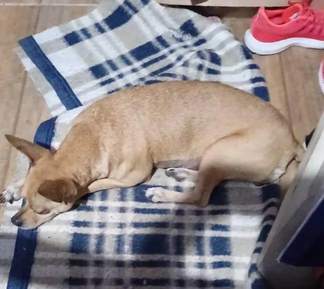 Cachorro ra a SRD-ViraLata idade 4 anos nome Docinho