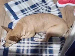 Cachorro raça SRD-ViraLata idade 4 anos nome Docinho