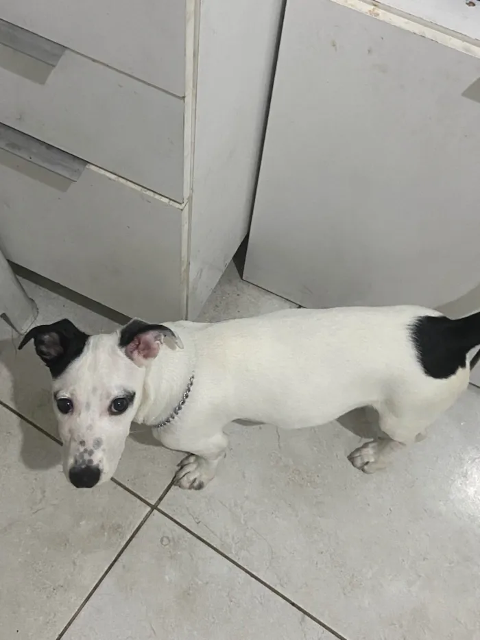 Cachorro ra a SRD-ViraLata idade 7 a 11 meses nome Jorge 