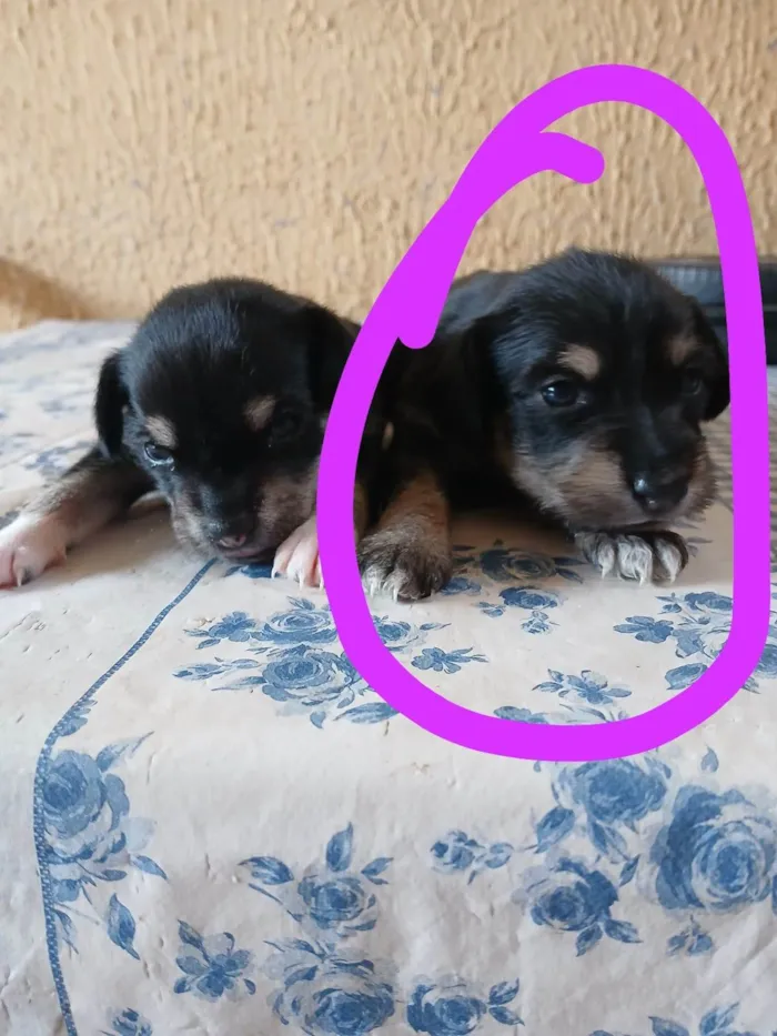 Cachorro ra a SRD-ViraLata idade 2 a 6 meses nome Laika