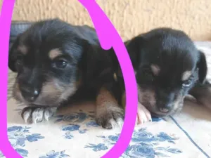 Cachorro raça SRD-ViraLata idade 2 a 6 meses nome Laika