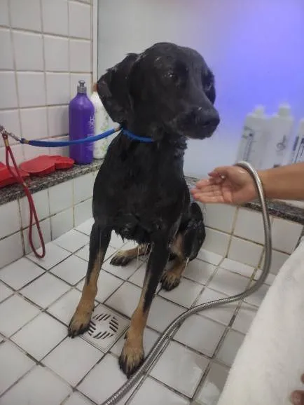 Cachorro ra a SRD-ViraLata idade 2 a 6 meses nome Bobby