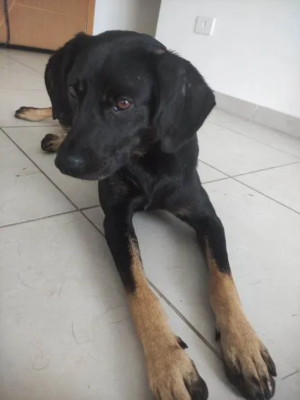 Cachorro ra a SRD-ViraLata idade 2 a 6 meses nome Bobby