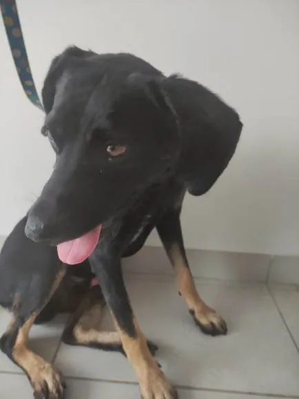 Cachorro ra a SRD-ViraLata idade 2 a 6 meses nome Bobby