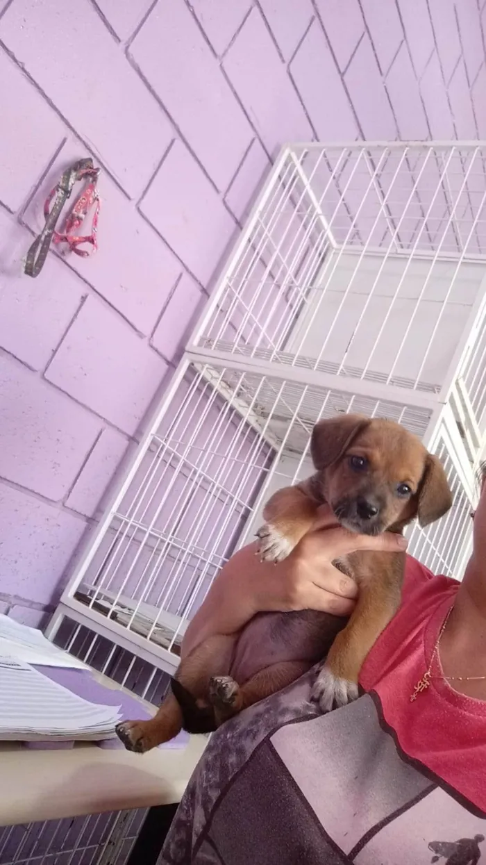 Cachorro ra a SRD-ViraLata idade Abaixo de 2 meses nome Strada