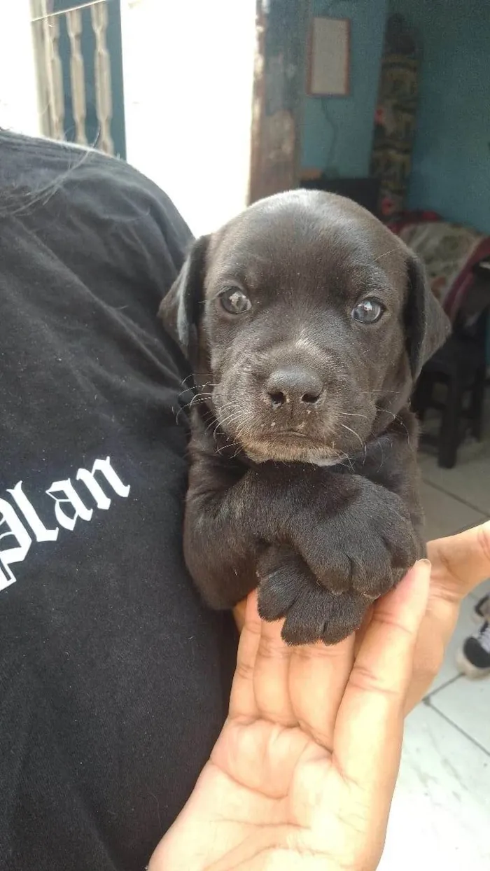 Cachorro ra a SRD-ViraLata idade Abaixo de 2 meses nome Nando