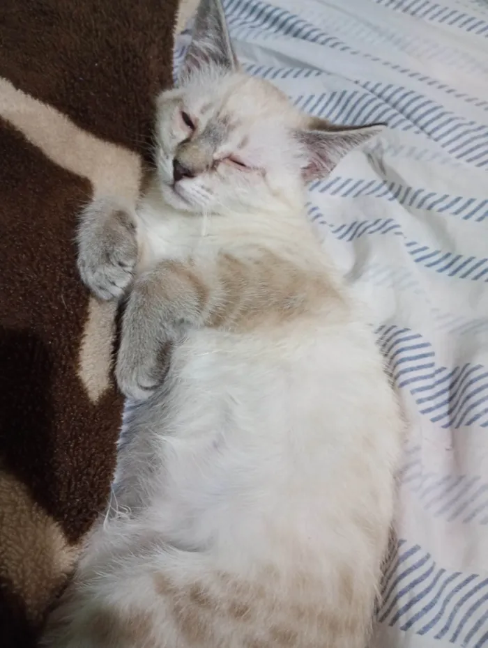 Gato ra a SRD-ViraLata idade 2 a 6 meses nome Luna ??