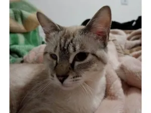 Gato raça SRD-ViraLata idade 2 a 6 meses nome Luna ??