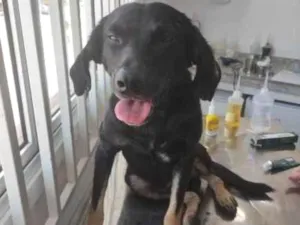 Cachorro raça SRD-ViraLata idade 2 a 6 meses nome Bobby