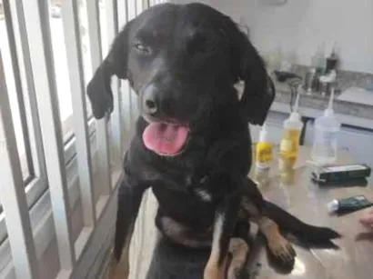 Cachorro raça SRD-ViraLata idade 2 a 6 meses nome Bobby