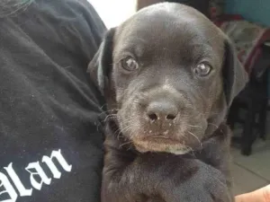 Cachorro raça SRD-ViraLata idade Abaixo de 2 meses nome Nando