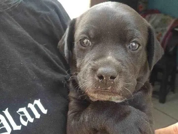 Cachorro ra a SRD-ViraLata idade Abaixo de 2 meses nome Nando