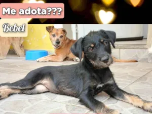 Cachorro raça SRD-ViraLata idade 2 a 6 meses nome Bebel