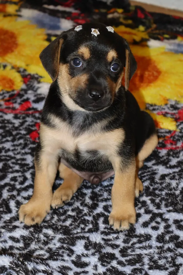 Cachorro ra a SRD-ViraLata idade Abaixo de 2 meses nome Aron 