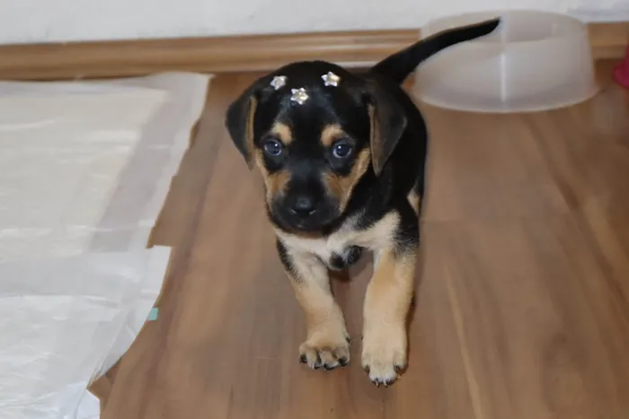 Cachorro ra a SRD-ViraLata idade Abaixo de 2 meses nome Aron 